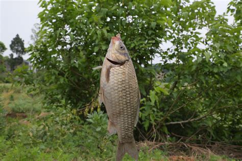 918釣大鯽魚用什麼味?談論釣魚與文學創作的共通點